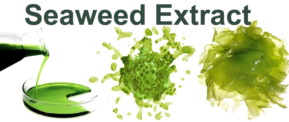 Seaweed-Extract Seaweed-Extract