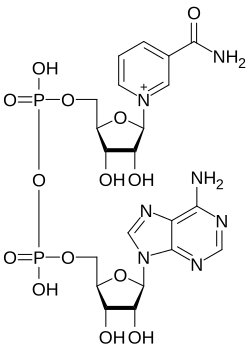 Nikotinamid-adenin-dinukleotid CAS 53-84-9